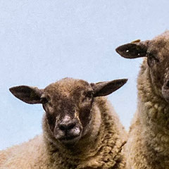 Was, weicher als wir?